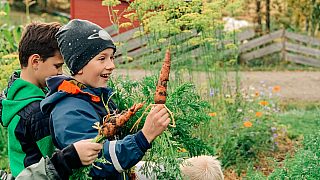 BESØK PÅ SØRLI GÅRD: Her en elev fra klasse 4a ved Nøklevann skole.