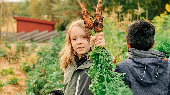 KOMMER NÆRMERE NATUREN MED SELVPLUKKING: Stolt fjerdeklassing med dobbel gulrotfangst.
