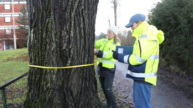 Arborister måler omkretsen på et tre.